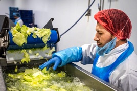 Miedema-AGF Machinaal wassen van de sla